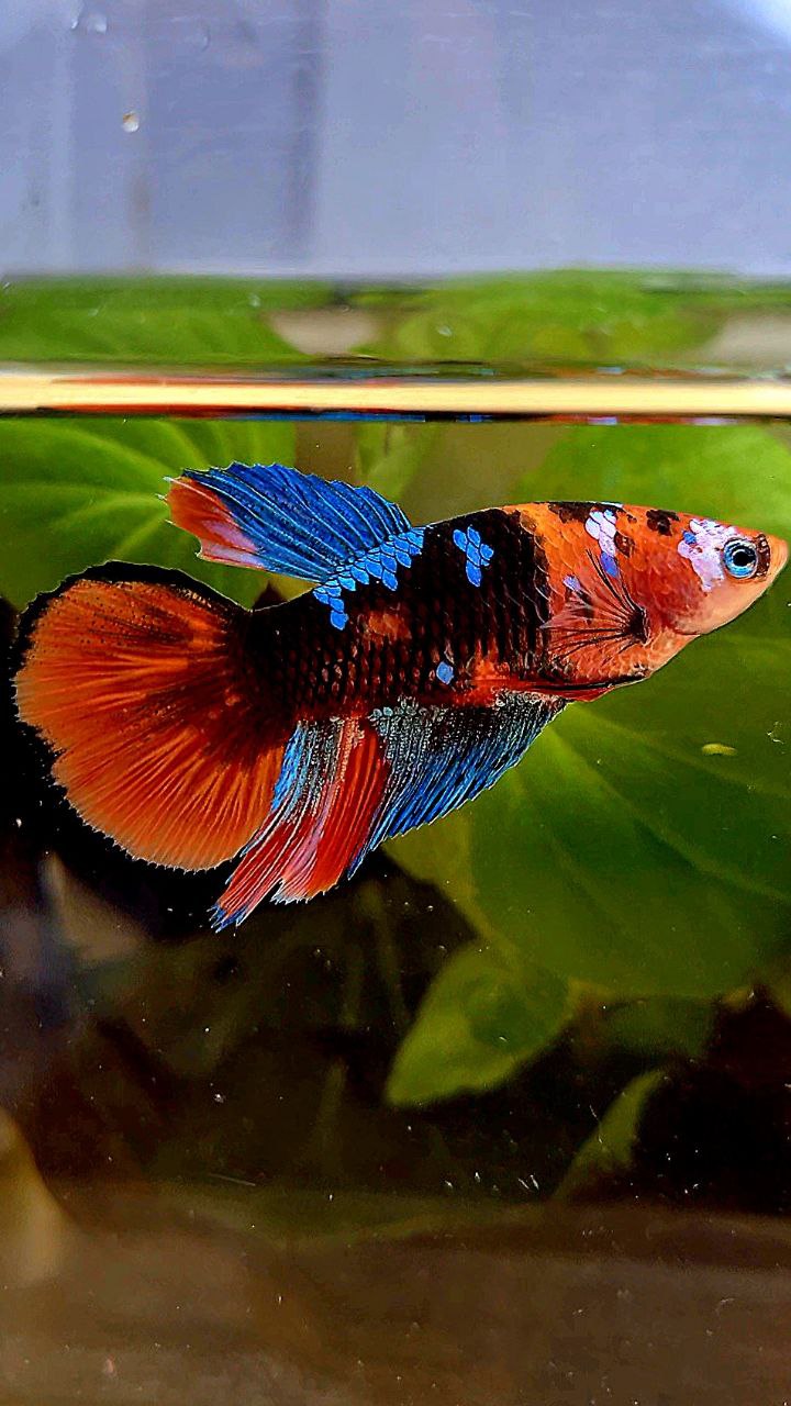 FEMALE HALFMOON ORANGE GALAXY MULTICOLOR BETTA FISH