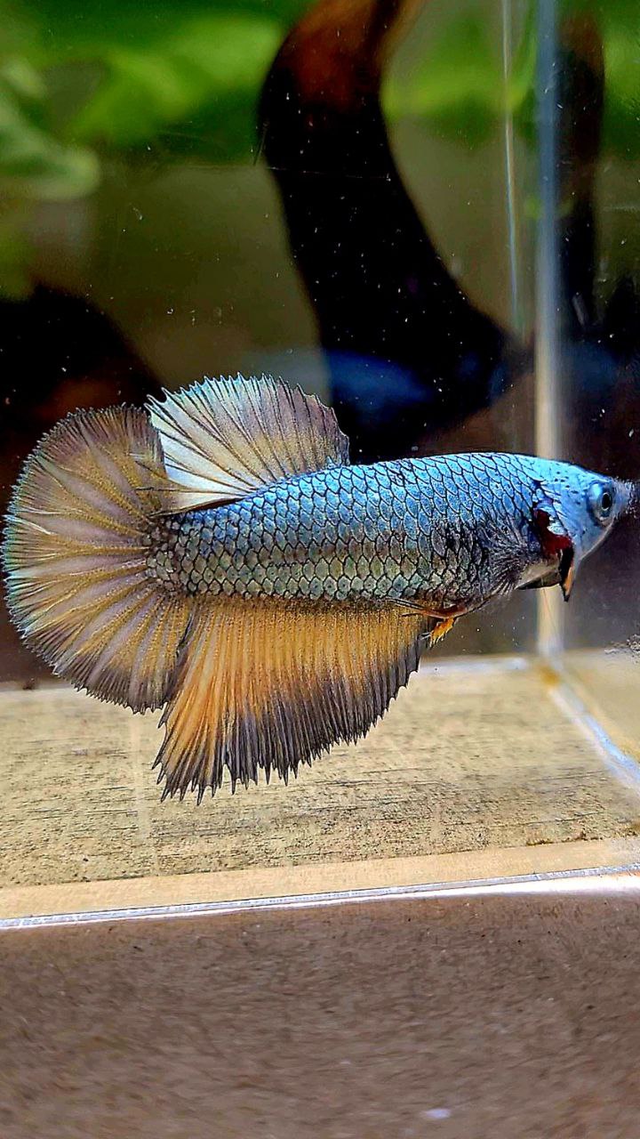 FEMALE HALFMOON COPPER DRAGON YELLOW MUSTARD BETTA FISH