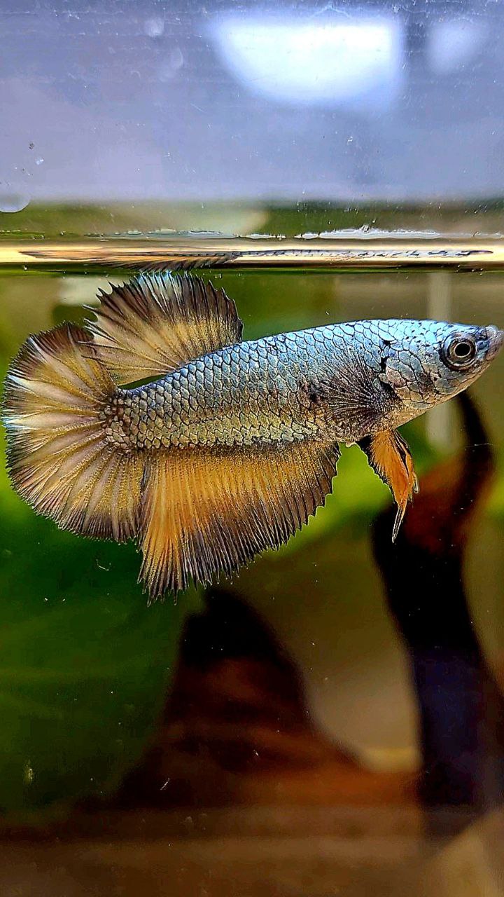 FEMALE HALFMOON COPPER DRAGON YELLOW MUSTARD BETTA FISH