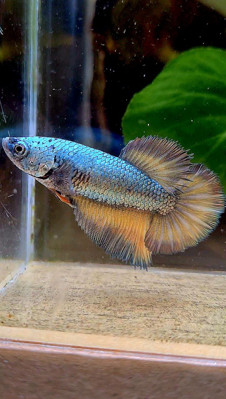 FEMALE HALFMOON COPPER DRAGON YELLOW MUSTARD BETTA FISH