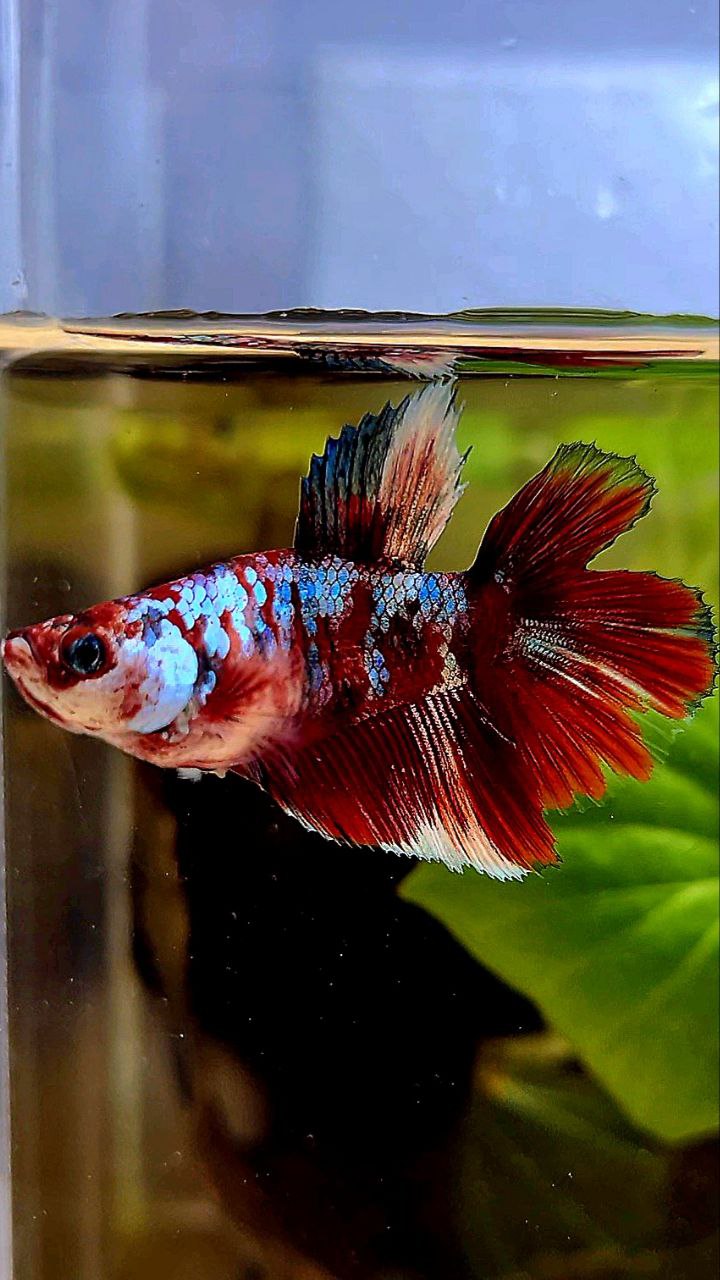 FEMALE HALFMOON DOUBLE TAIL BARONGSAI RED WHITE GALAXY BETTA FISH