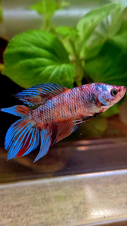 FEMALE VEILTAIL DOUBLE TAIL METALLIC MULTICOLOR BETTA FISH