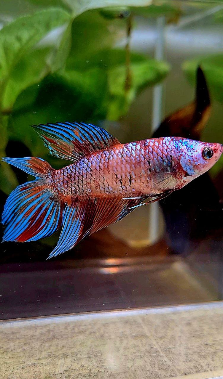 FEMALE VEILTAIL DOUBLE TAIL METALLIC MULTICOLOR BETTA FISH