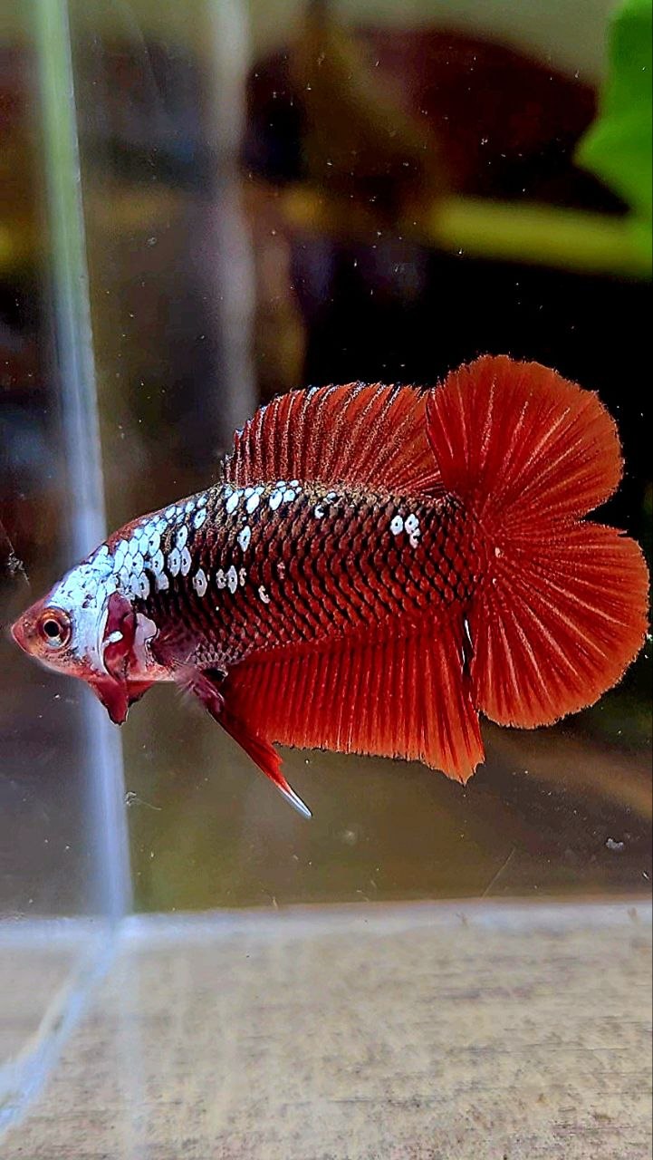 PLAKAT DOUBLE TAIL RED SAMURAI SNOW MAMBA BETTA FISH