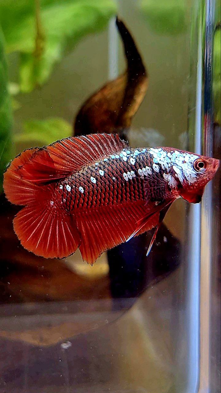 PLAKAT DOUBLE TAIL RED SAMURAI SNOW MAMBA BETTA FISH