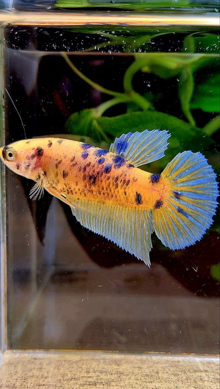 FEMALE GIANT PLAKAT BO 5CM+ YELLOW KOI BLUE DOTS MARBLE MULTICOLOR BETTA FISH