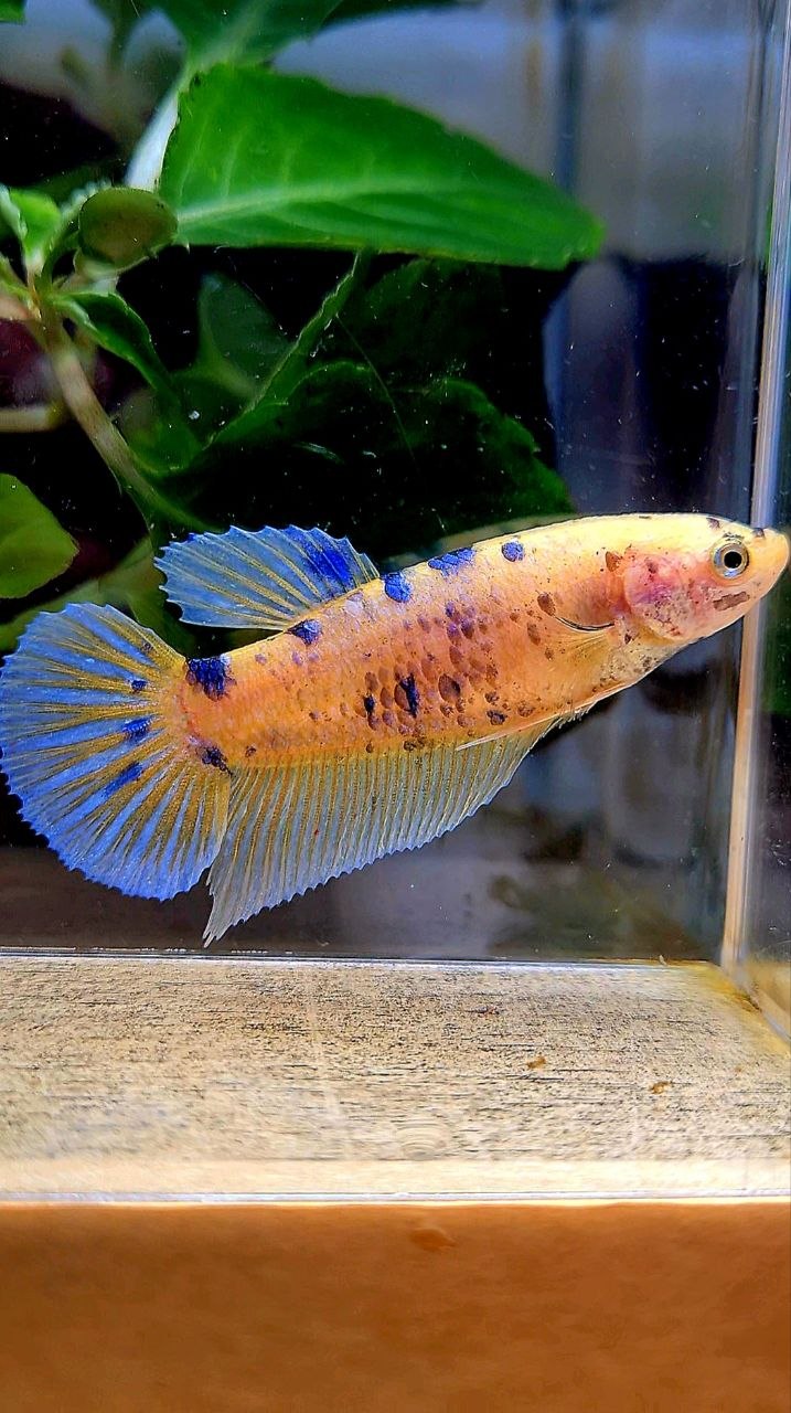 FEMALE GIANT PLAKAT BO 5CM+ YELLOW KOI BLUE DOTS MARBLE MULTICOLOR BETTA FISH