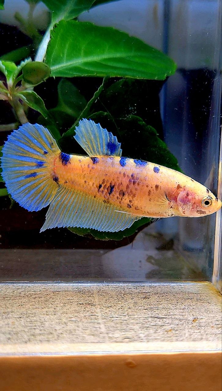 FEMALE GIANT PLAKAT BO 5CM+ YELLOW KOI BLUE DOTS MARBLE MULTICOLOR BETTA FISH