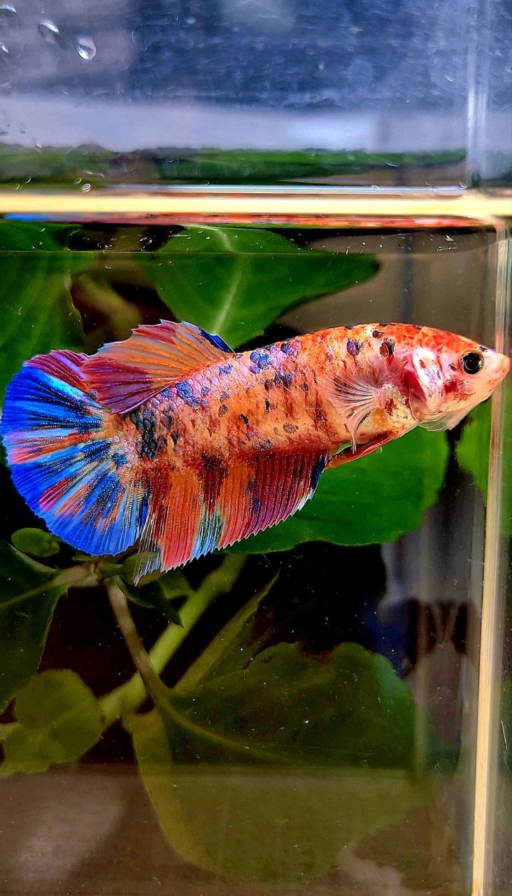 FEMALE GIANT PLAKAT BO 5CM+ CANDY ORANGE PURPLE MULTICOLOR BETTA FISH