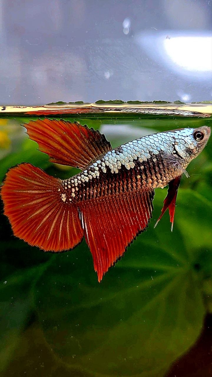 FEMALE HALFMOON RED SAMURAI COPPER BETTA FISH