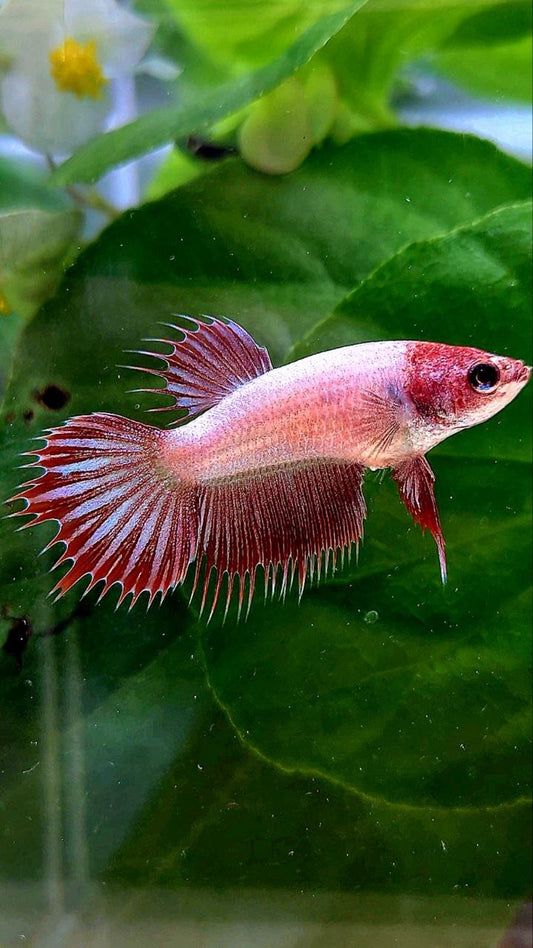 FEMALE CROWNTAIL RED DRAGON LINE BETTA FISH