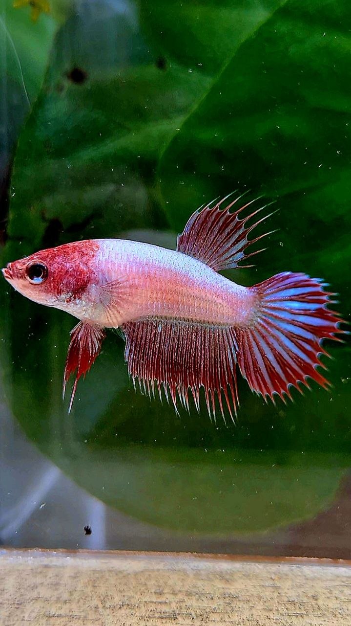 FEMALE CROWNTAIL RED DRAGON LINE BETTA FISH