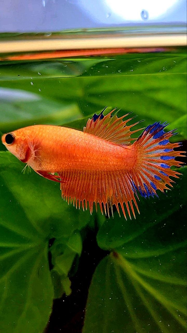 FEMALE CROWNTAIL ORANGE BLUE FANCY BETTA FISH