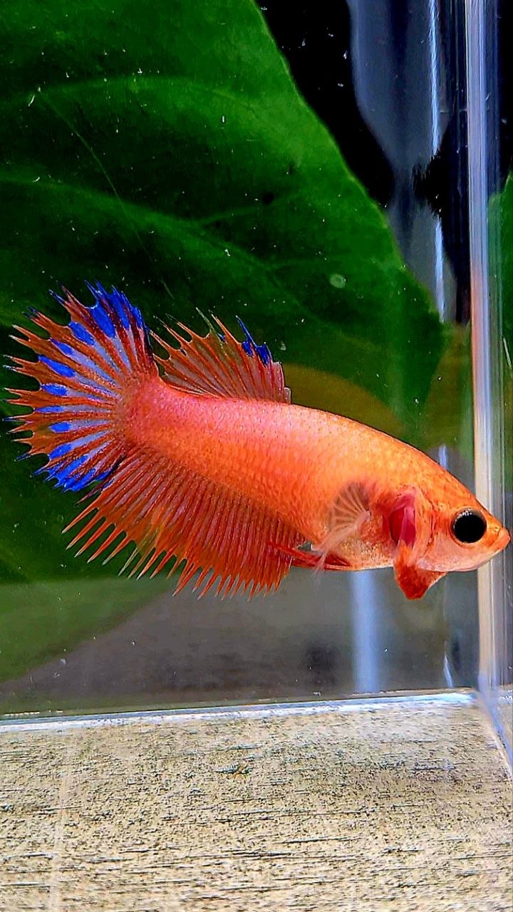 FEMALE CROWNTAIL ORANGE BLUE FANCY BETTA FISH