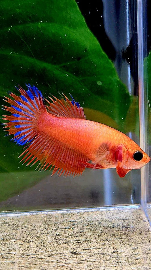 FEMALE CROWNTAIL ORANGE BLUE FANCY BETTA FISH