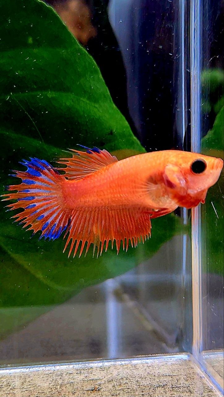 FEMALE CROWNTAIL ORANGE BLUE FANCY BETTA FISH