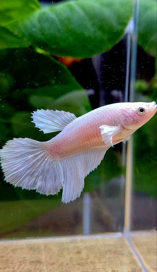 FEMALE HALFMOON WHITE PLATINUM BETTA FISH