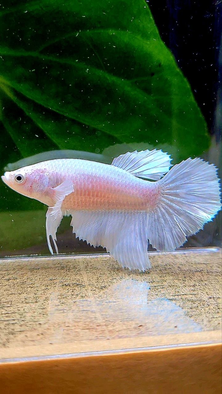 FEMALE HALFMOON WHITE PLATINUM BETTA FISH