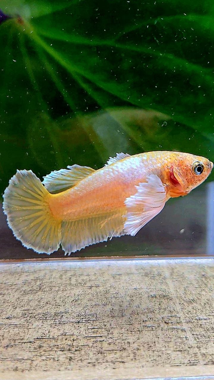 FEMALE PLAKAT SUPER DUMBO EAE GOLD BETTA FISH