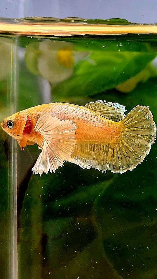 FEMALE PLAKAT SUPER DUMBO EAE GOLD BETTA FISH