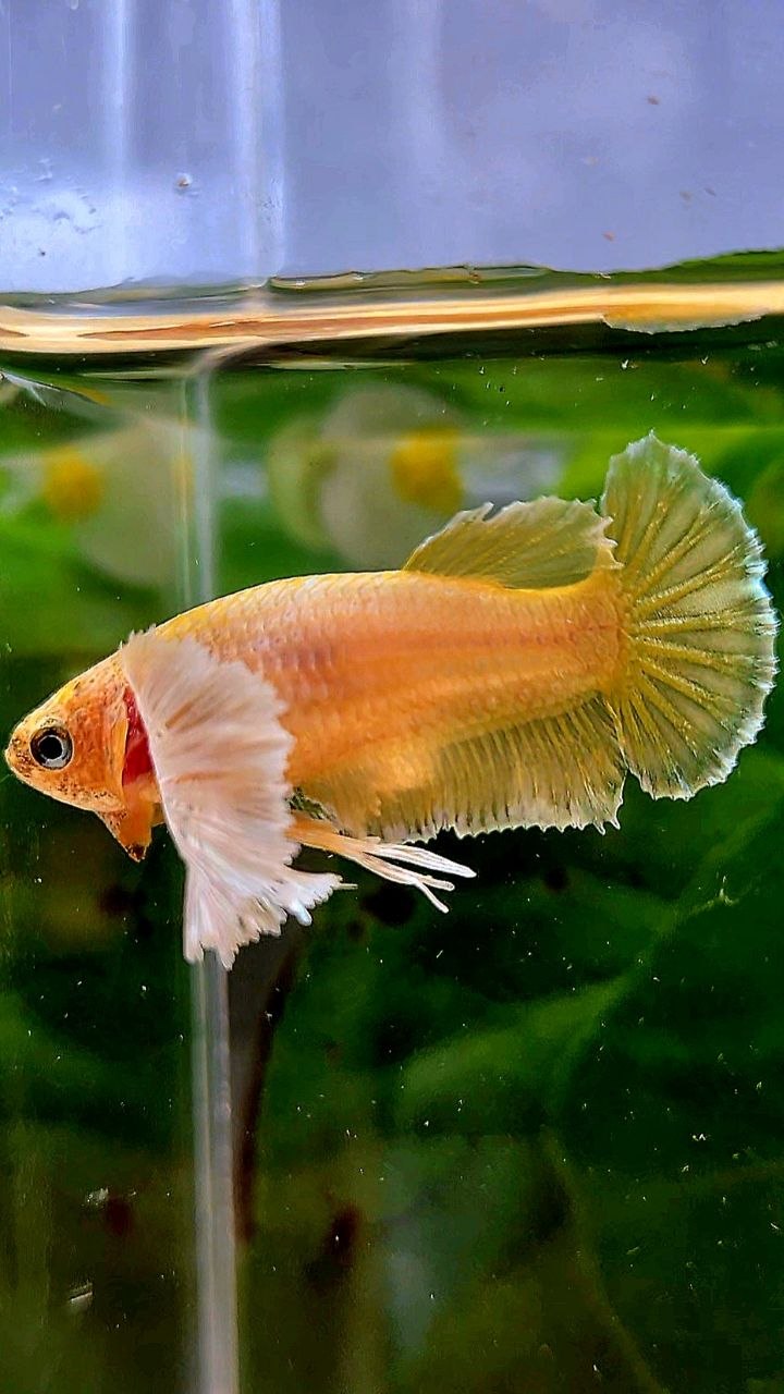 FEMALE PLAKAT SUPER DUMBO EAE GOLD BETTA FISH