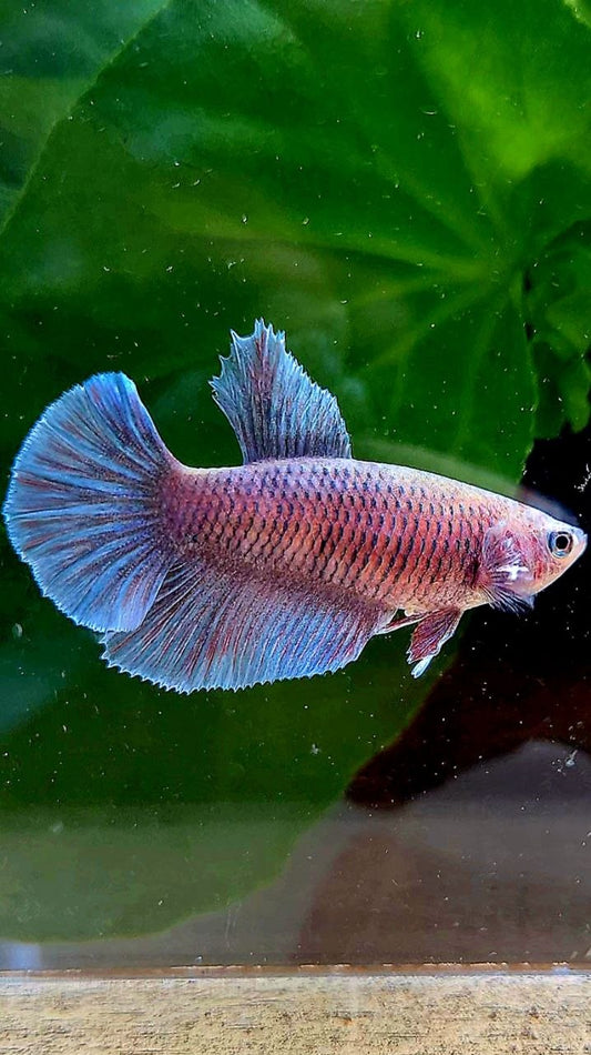FEMALE HALFMOON BIG EAR BLUE GRAY GRIZZLE BETTA FISH