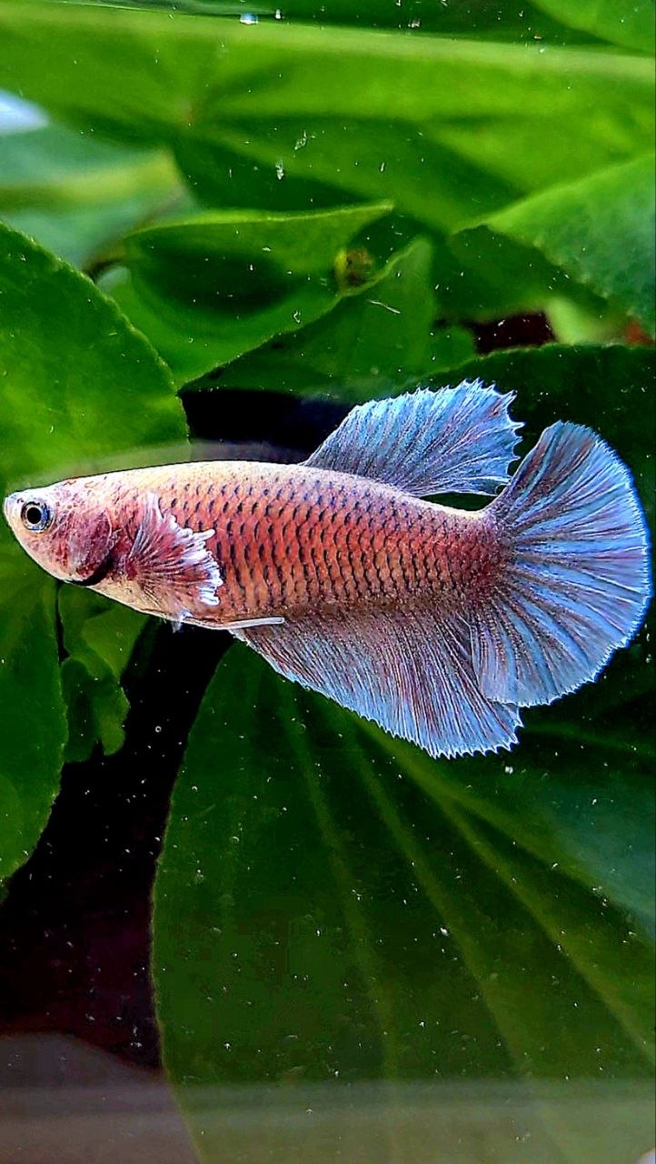 FEMALE HALFMOON BIG EAR BLUE GRAY GRIZZLE BETTA FISH