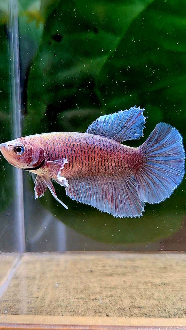 FEMALE HALFMOON BIG EAR BLUE GRAY GRIZZLE BETTA FISH