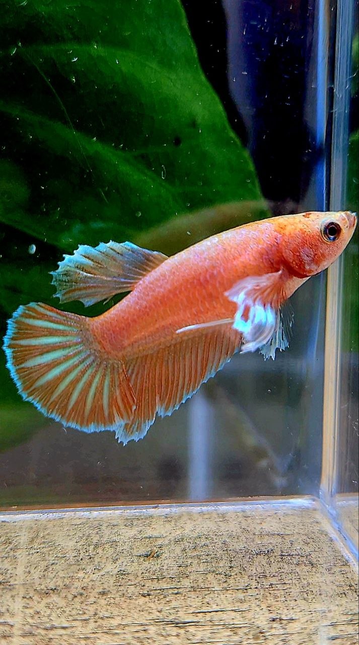 FEMALE HALFMOON DUMBO EAR ORANGE PINEAPPLE BETTA FISH