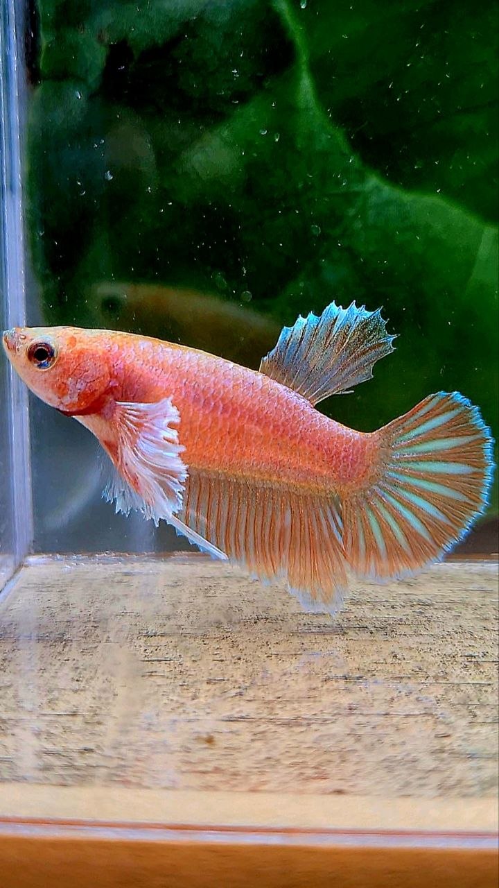FEMALE HALFMOON DUMBO EAR ORANGE PINEAPPLE BETTA FISH