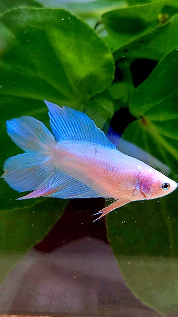 FEMALE VEILTAIL DOUBLE TAIL BLUE SKY UNICORN BETTA FISH