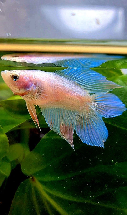FEMALE VEILTAIL DOUBLE TAIL BLUE SKY UNICORN BETTA FISH