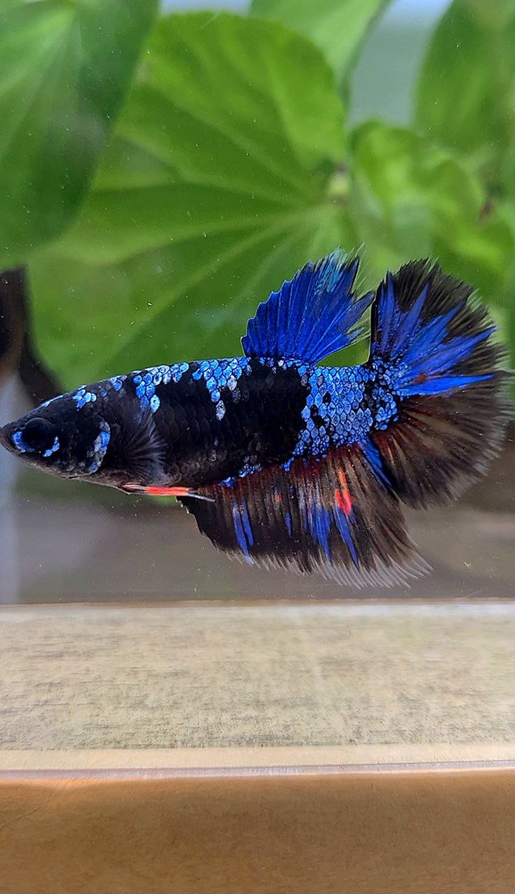 FEMALE HALFMOON BLACK GALAXY AVATAR BLUE BETTA FISH