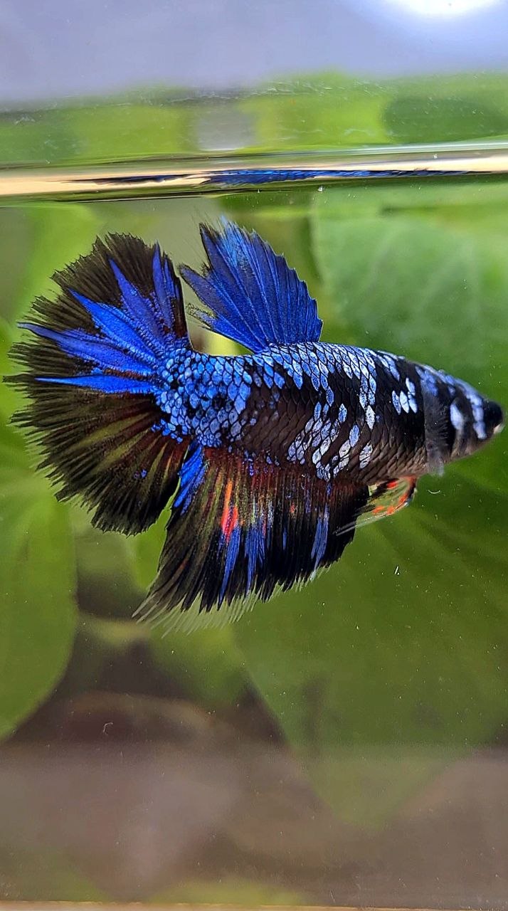 FEMALE HALFMOON BLACK GALAXY AVATAR BLUE BETTA FISH
