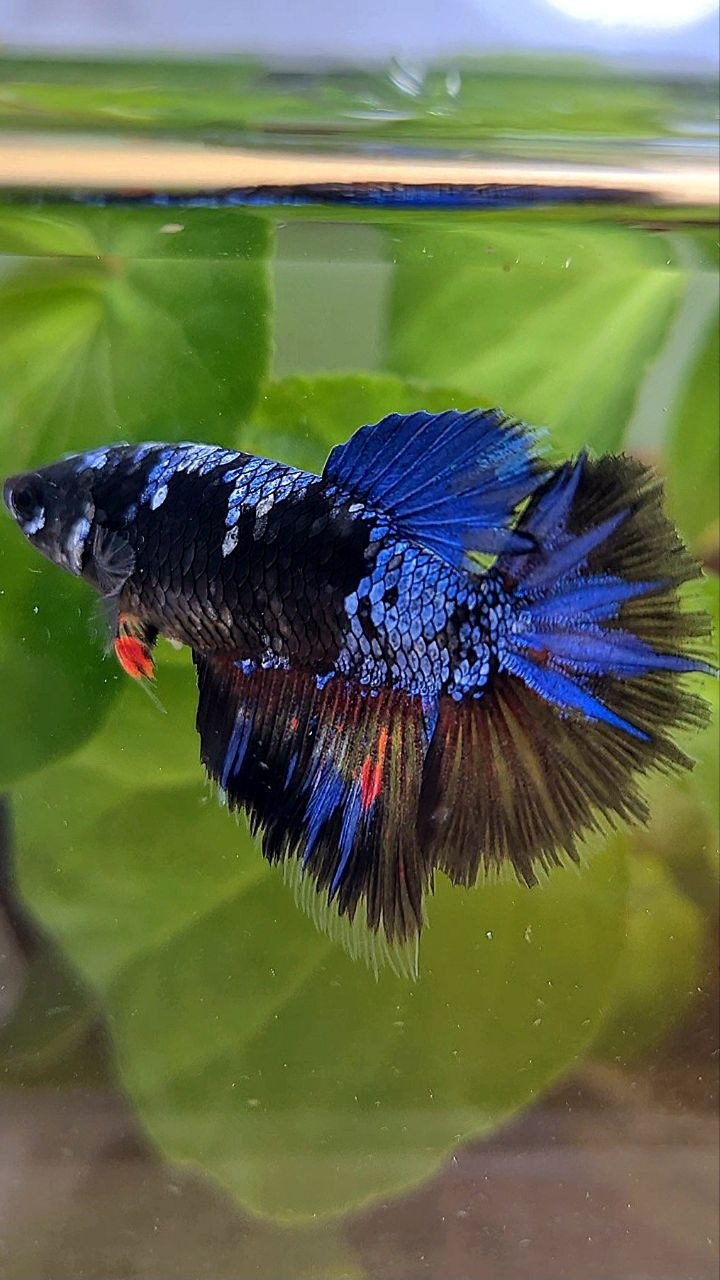 FEMALE HALFMOON BLACK GALAXY AVATAR BLUE BETTA FISH