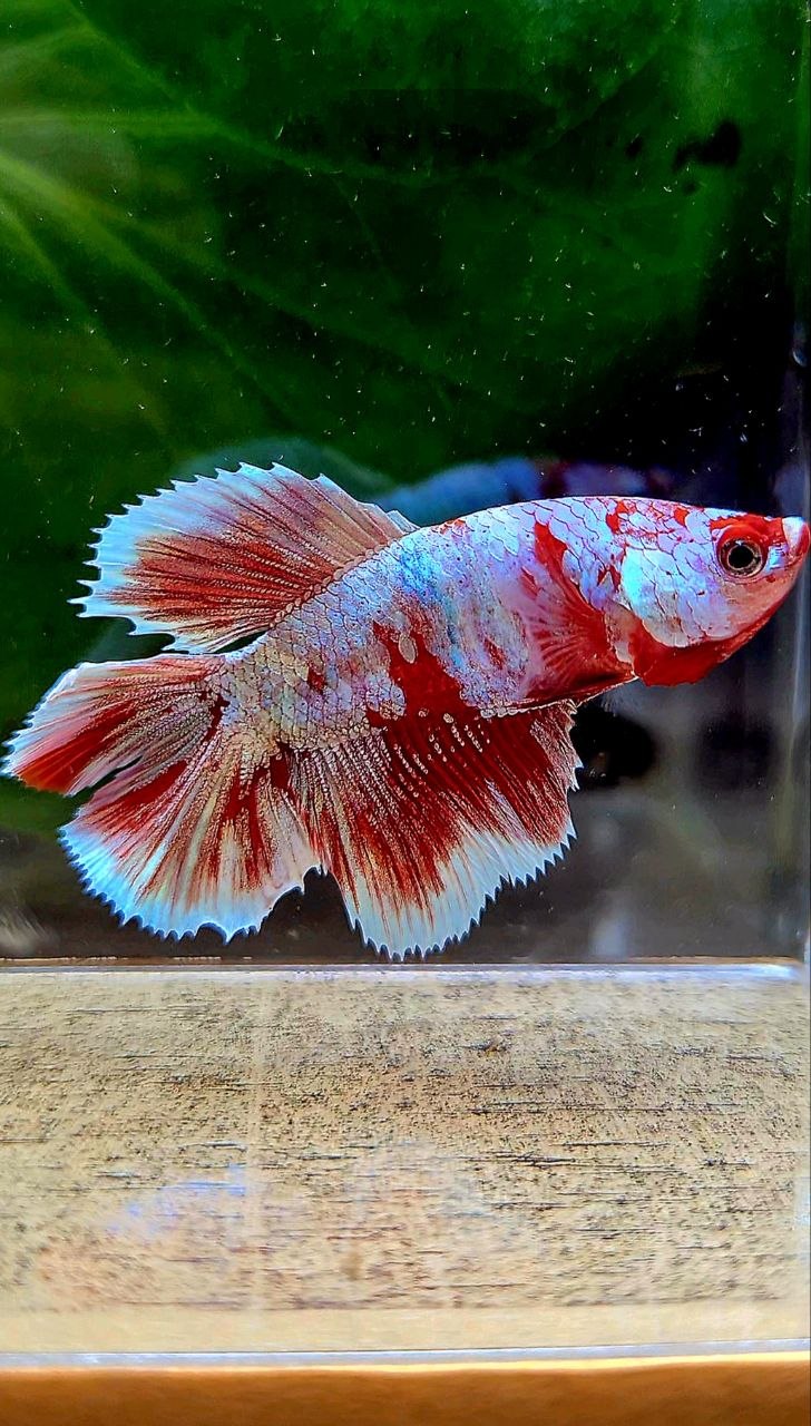 FEMALE HALFMOON DOUBLE TAIL BARONGSAI RED WHITE MULTICOLOR BETTA FISH