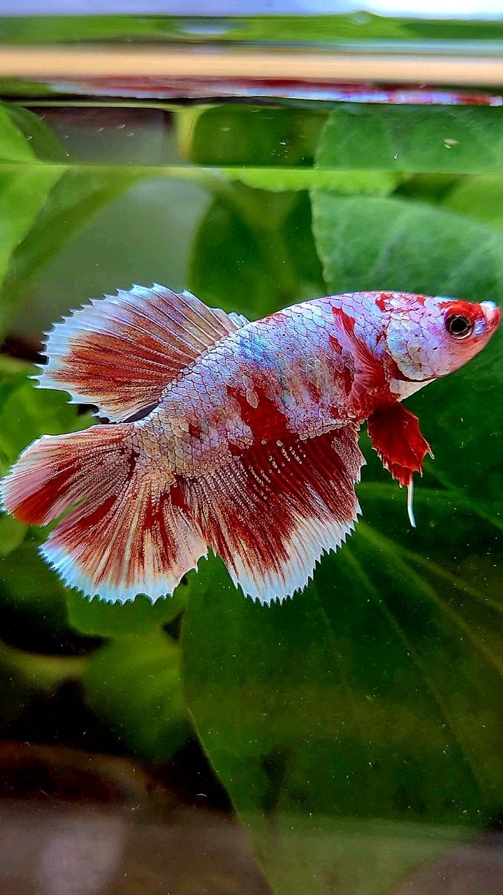 FEMALE HALFMOON DOUBLE TAIL BARONGSAI RED WHITE MULTICOLOR BETTA FISH