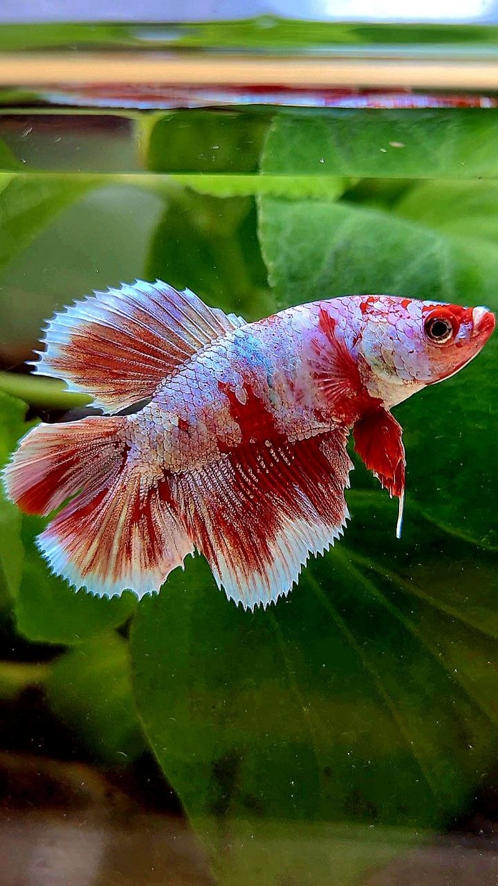 FEMALE HALFMOON DOUBLE TAIL BARONGSAI RED WHITE MULTICOLOR BETTA FISH