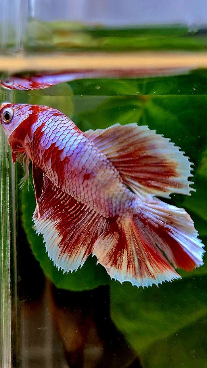 FEMALE HALFMOON DOUBLE TAIL BARONGSAI RED WHITE MULTICOLOR BETTA FISH
