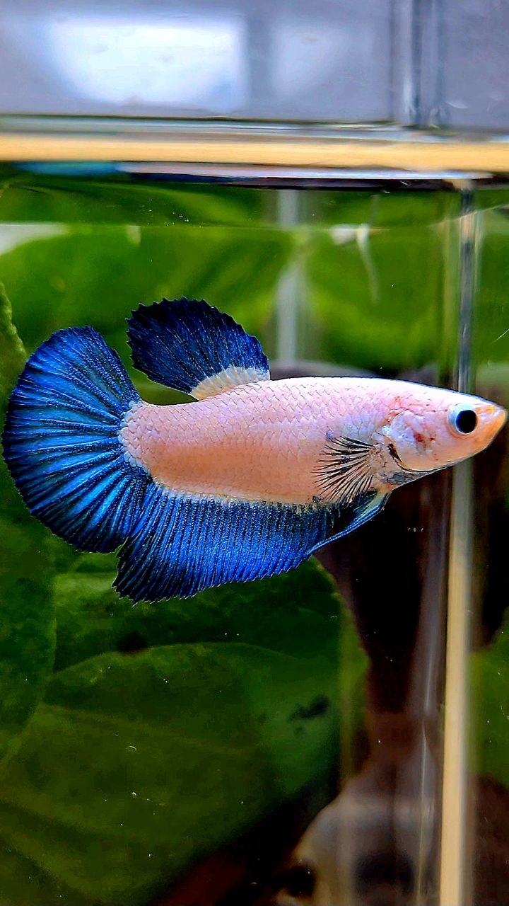 FEMALE HALFMOON BLUE RIM BICOLOR BETTA FISH