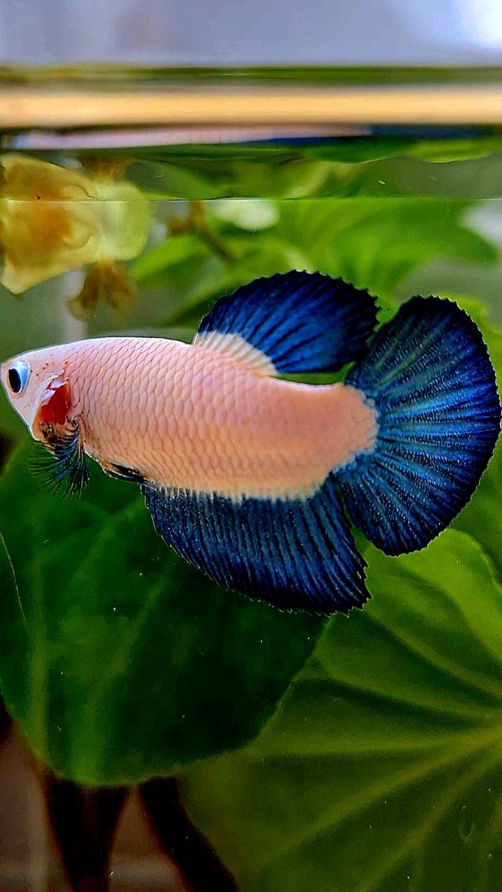 FEMALE HALFMOON BLUE RIM BICOLOR BETTA FISH