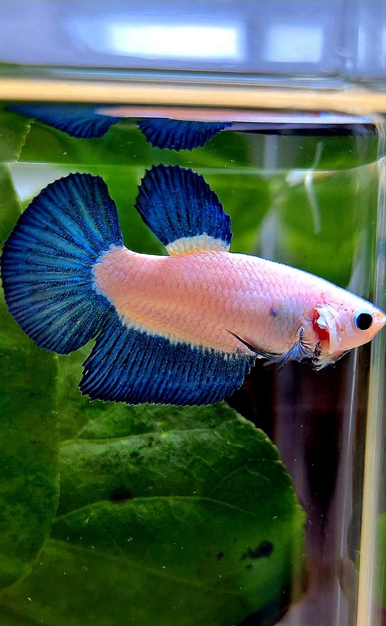 FEMALE HALFMOON BLUE RIM BICOLOR BETTA FISH