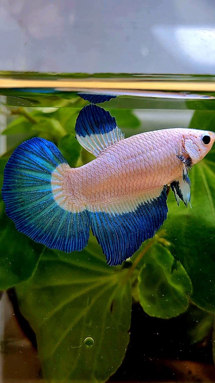 FEMALE HALFMOON BLUE RIM BUTTERFLY BETTA FISH