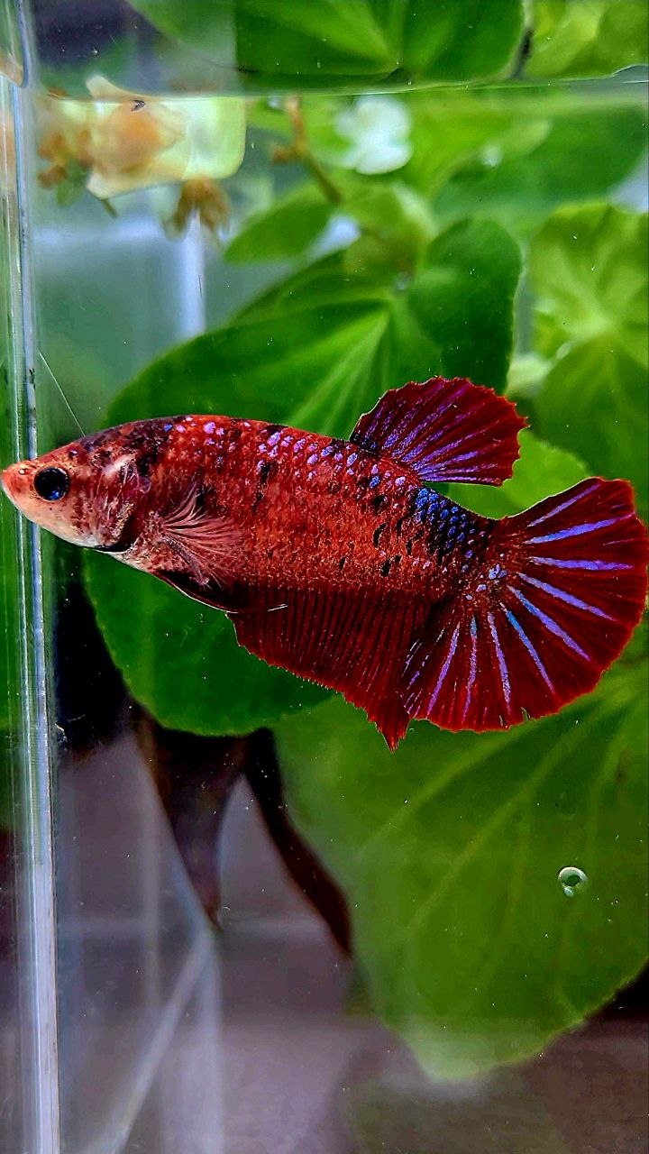 FEMALE PLAKAT RED FANCY MULTICOLOR BETTA FISH