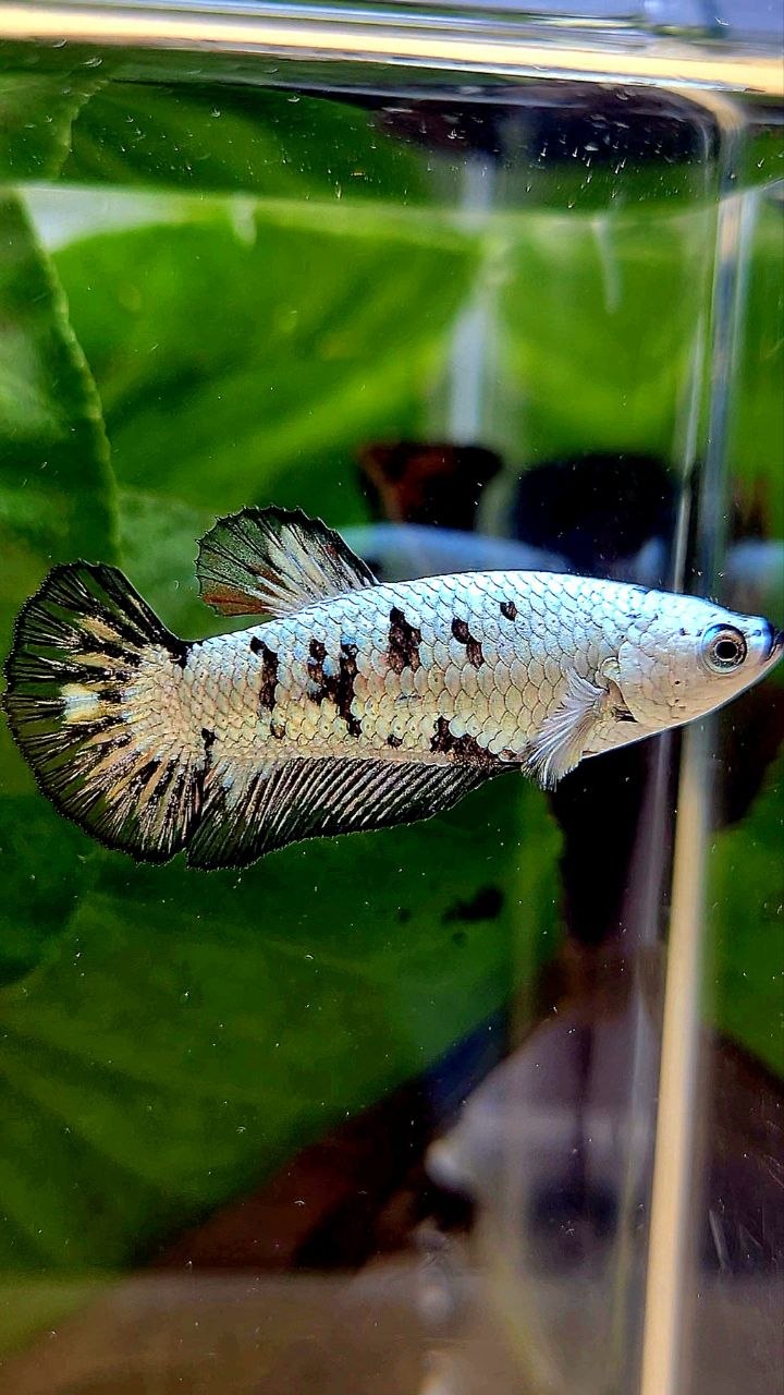 FEMALE PLAKAT BLACK MAMBA SNOW UNIQUE BETTA FISH
