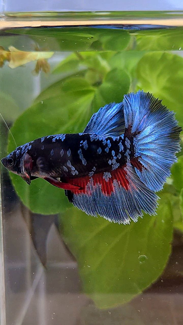 FEMALE HALFMOON ROSETAIL BLACK GALAXY AVATAR BLUE GRAY BETTA FISH