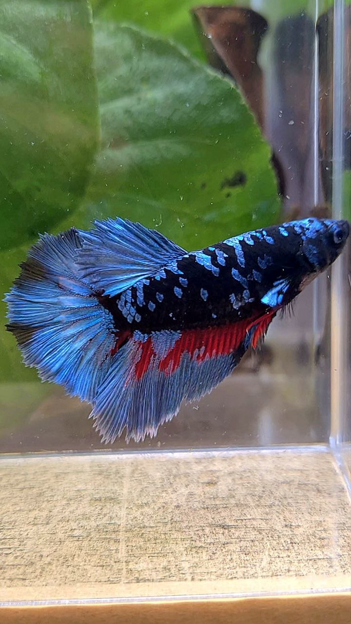 FEMALE HALFMOON ROSETAIL BLACK GALAXY AVATAR BLUE GRAY BETTA FISH