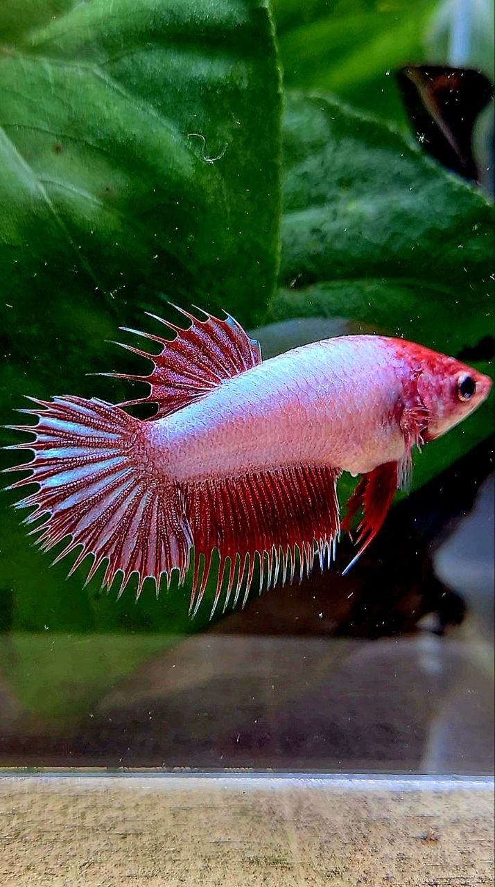 FEMALE CROWNTAIL RED DRAGON BETTA FISH