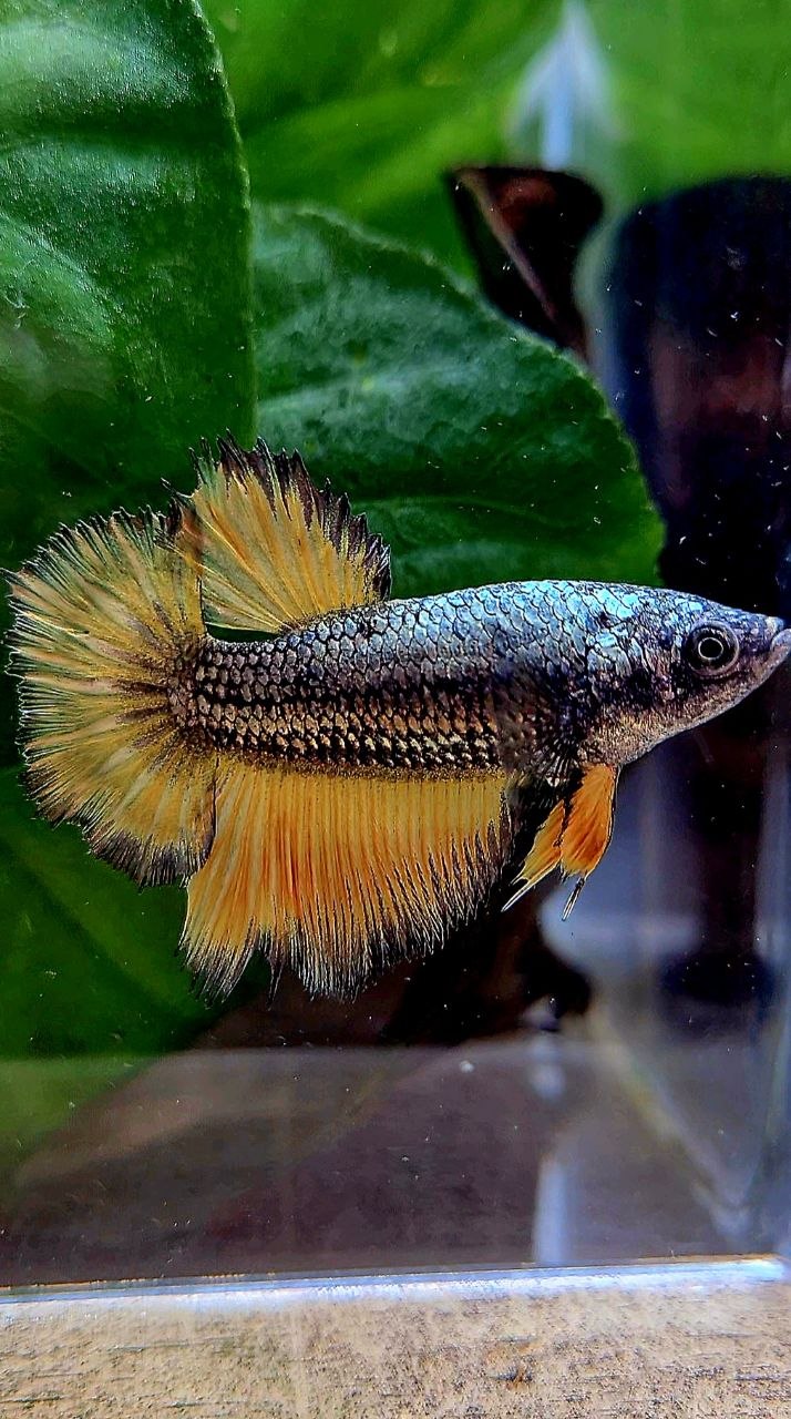 FEMALE HALFMOON ROSETAIL YELLOW COPPER MUSTARD GAS BETTA FISH