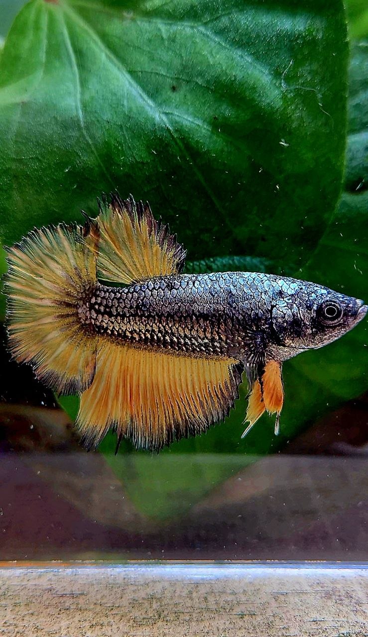 FEMALE HALFMOON ROSETAIL YELLOW COPPER MUSTARD GAS BETTA FISH